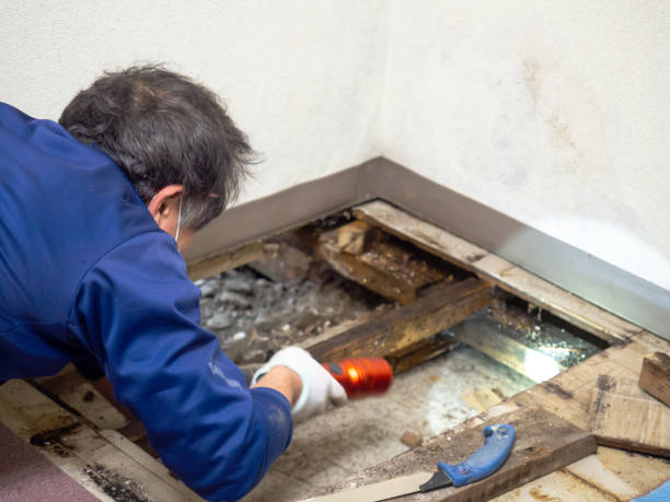 Best Mold Damage Repair  in Shady Cove, OR