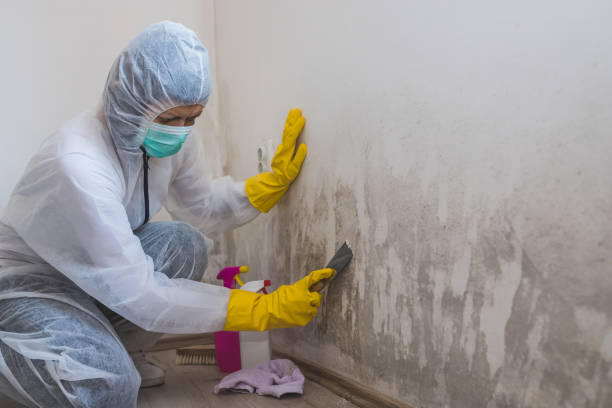 Best Attic Mold Removal  in Shady Cove, OR