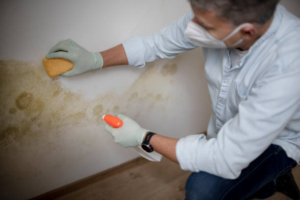 Certified Mold Removal in Shady Cove, OR