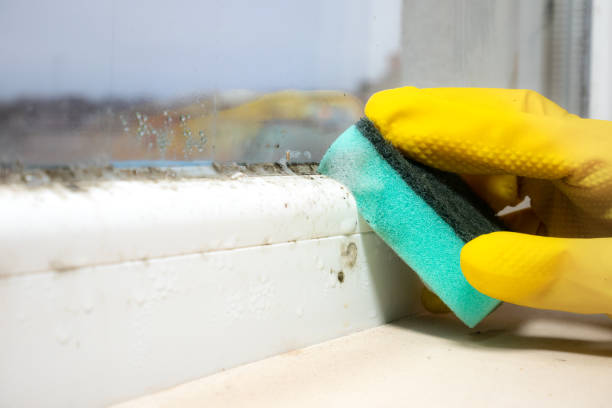 Best Residential Mold Removal  in Shady Cove, OR