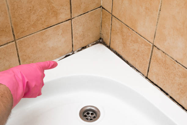 Best Black Mold Removal  in Shady Cove, OR