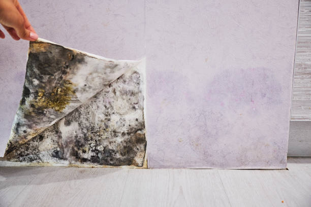 Best Black Mold Removal  in Shady Cove, OR